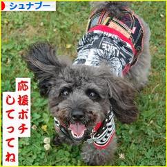 にほんブログ村 犬ブログ シュナプーへ