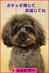 にほんブログ村 犬ブログ シュナプーへ