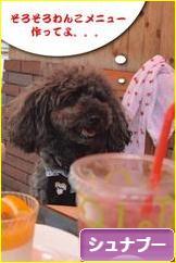 にほんブログ村 犬ブログ シュナプーへ