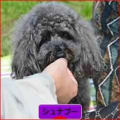 にほんブログ村 犬ブログ シュナプーへ