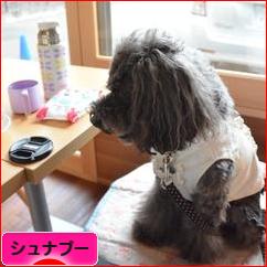 にほんブログ村 犬ブログ シュナプーへ