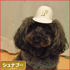 にほんブログ村 犬ブログ シュナプーへ