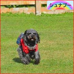 にほんブログ村 犬ブログ シュナプーへ