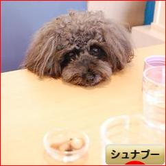 にほんブログ村 犬ブログ シュナプーへ