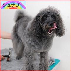 にほんブログ村 犬ブログ シュナプーへ