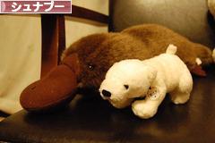 にほんブログ村 犬ブログ シュナプーへ