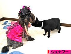 にほんブログ村 犬ブログ シュナプーへ