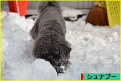 にほんブログ村 犬ブログ シュナプーへ