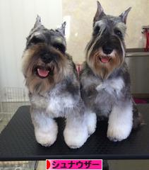 にほんブログ村 犬ブログ シュナウザーへ