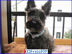 にほんブログ村 犬ブログ スコティッシュテリアへ