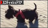 にほんブログ村 犬ブログ スコティッシュテリアへ