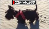 にほんブログ村 犬ブログ スコティッシュテリアへ