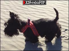 にほんブログ村 犬ブログ スコティッシュテリアへ