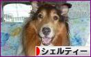 にほんブログ村 犬ブログ シェルティーへ
