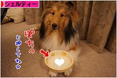 にほんブログ村 犬ブログ シェルティーへ