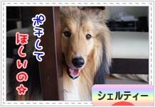 にほんブログ村 犬ブログ シェルティーへ