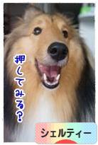 にほんブログ村 犬ブログ シェルティーへ