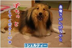 にほんブログ村 犬ブログ シェルティーへ