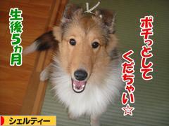 にほんブログ村 犬ブログ シェルティーへ