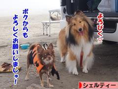 にほんブログ村 犬ブログ シェルティーへ