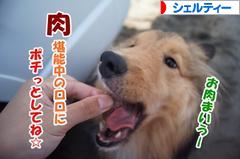 にほんブログ村 犬ブログ シェルティーへ