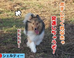 にほんブログ村 犬ブログ シェルティーへ