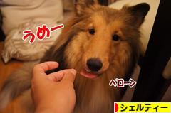 にほんブログ村 犬ブログ シェルティーへ