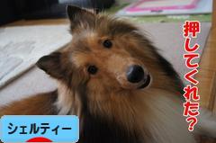 にほんブログ村 犬ブログ シェルティーへ