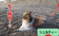 にほんブログ村 犬ブログ シェルティーへ