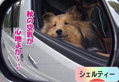 にほんブログ村 犬ブログ シェルティーへ