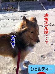 にほんブログ村 犬ブログ シェルティーへ