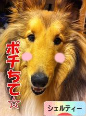 にほんブログ村 犬ブログ シェルティーへ