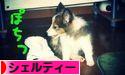 にほんブログ村 犬ブログ シェルティーへ