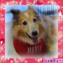にほんブログ村 犬ブログ シェルティーへ