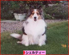にほんブログ村 犬ブログ シェルティーへ