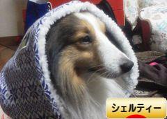 にほんブログ村 犬ブログ シェルティーへ