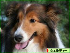 にほんブログ村 犬ブログ シェルティーへ