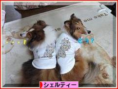 にほんブログ村 犬ブログ シェルティーへ