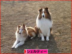 にほんブログ村 犬ブログ シェルティーへ