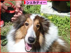 にほんブログ村 犬ブログ シェルティーへ