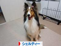 にほんブログ村 犬ブログ シェルティーへ