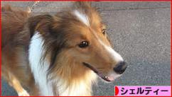 にほんブログ村 犬ブログ シェルティーへ