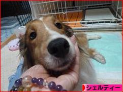 にほんブログ村 犬ブログ シェルティーへ