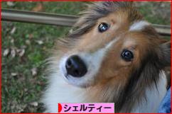 にほんブログ村 犬ブログ シェルティーへ