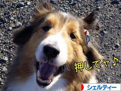 にほんブログ村 犬ブログ シェルティーへ