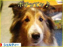 にほんブログ村 犬ブログ シェルティーへ