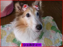 にほんブログ村 犬ブログ シェルティーへ