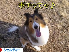 にほんブログ村 犬ブログ シェルティーへ