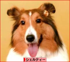 にほんブログ村 犬ブログ シェルティーへ