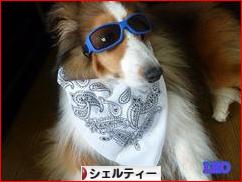 にほんブログ村 犬ブログ シェルティーへ